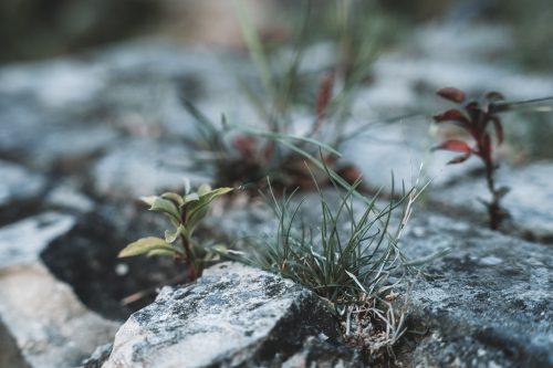 plants growing between rocks