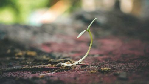 close up on a small plant growing.